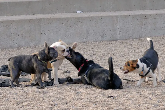 Pier 6 Dog Run 8