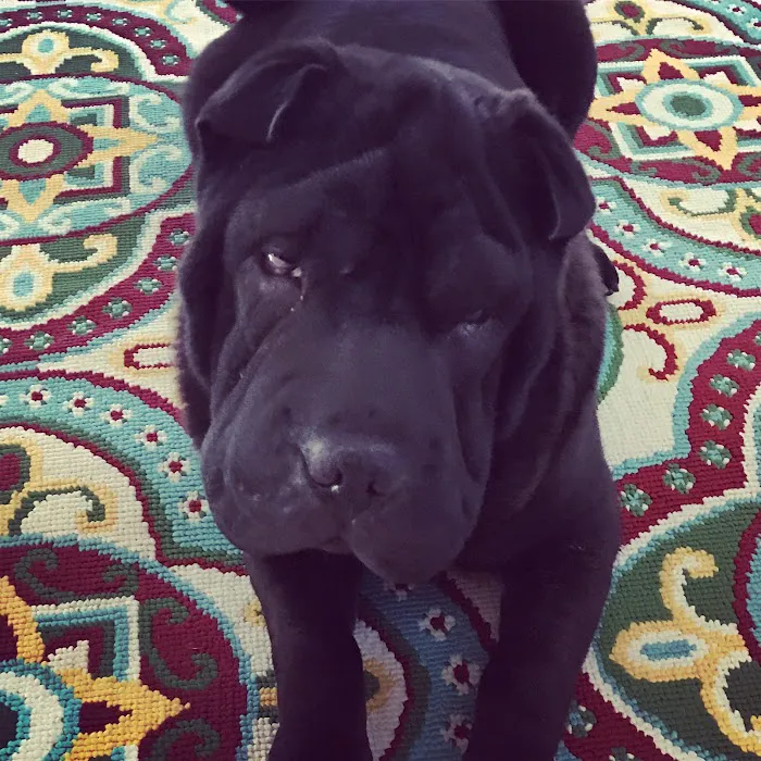 Petco 4
