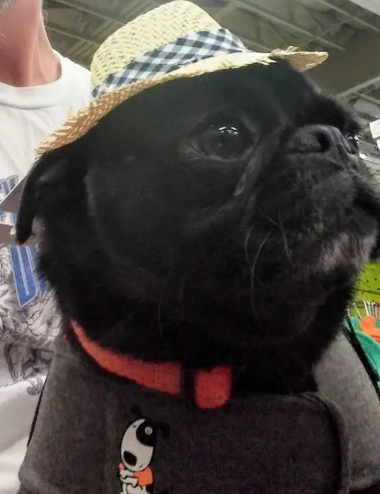 Petco 8