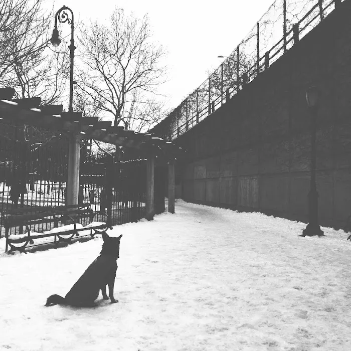 Willowtown Community Dog Run 6