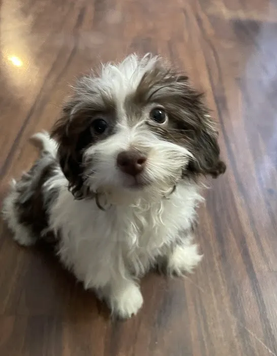 Dandi Puppies 6
