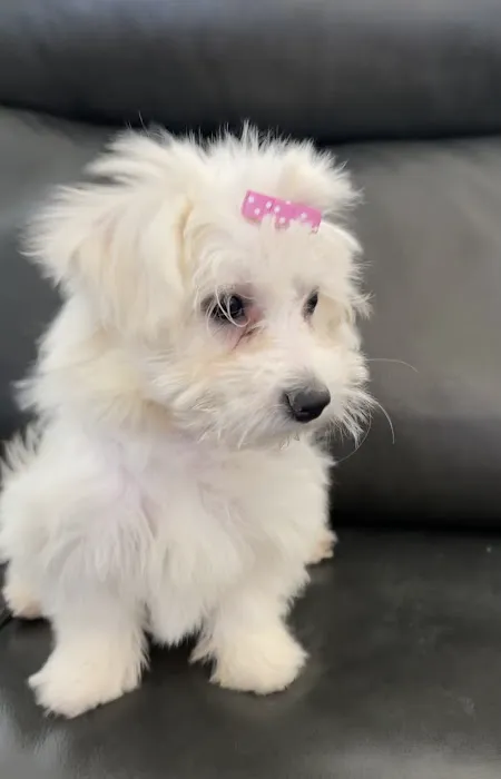 Dandi Puppies 5
