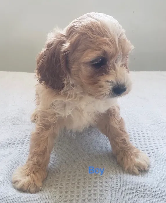 Dandi Puppies 2