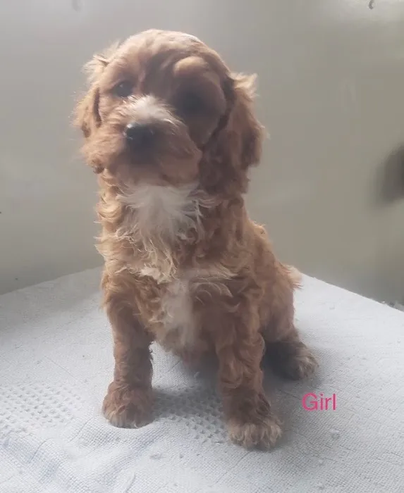 Dandi Puppies 3