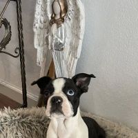 Dandi Puppies ico