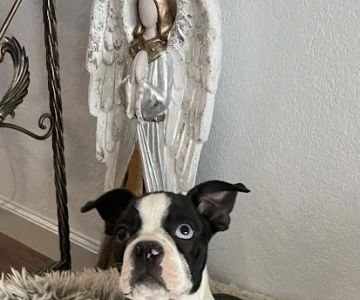 Dandi Puppies