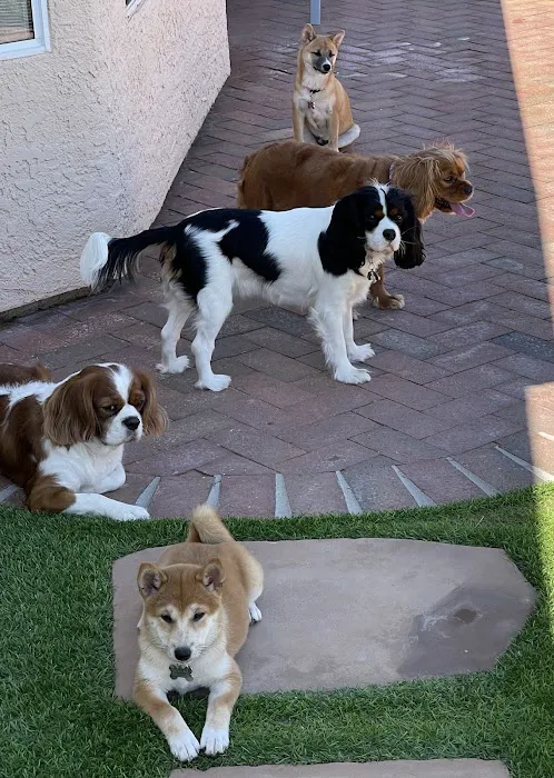 Dandi Puppies 10