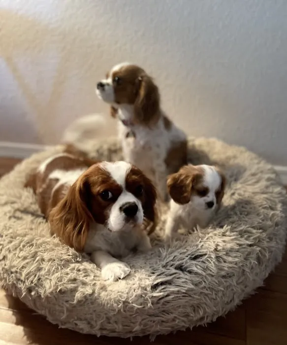 Dandi Puppies 9
