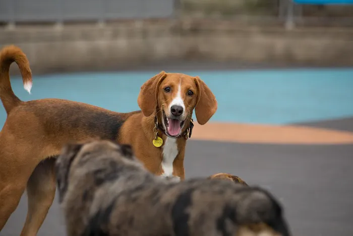 Leroy Street Dog Park 6