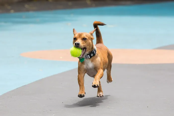 Leroy Street Dog Park 1