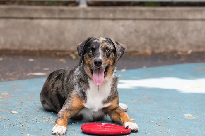 Leroy Street Dog Park 5