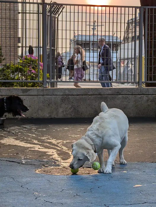 Leroy Street Dog Park 3