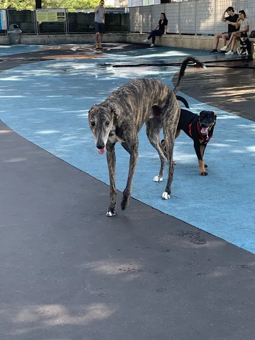 Leroy Street Dog Park 10