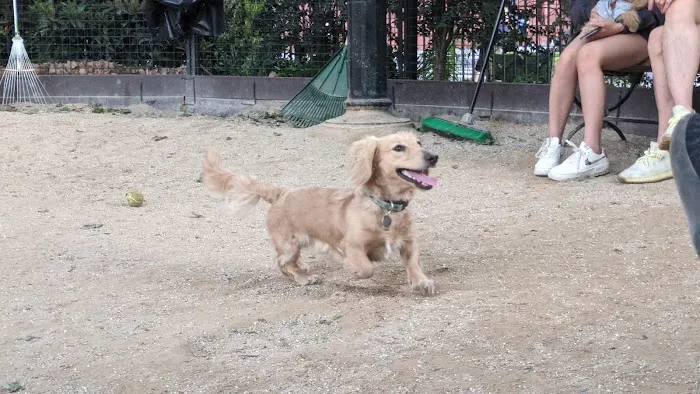 Robin Kovary Dog Run for Small Dogs 8