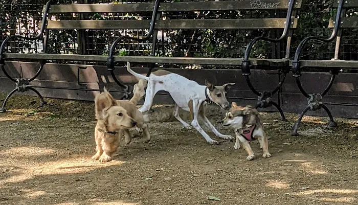 Robin Kovary Dog Run for Small Dogs 1