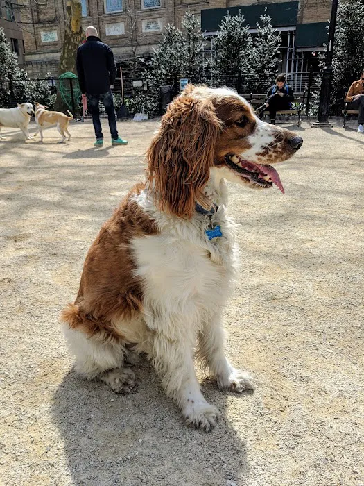 Washington Square Park Dog Run 8