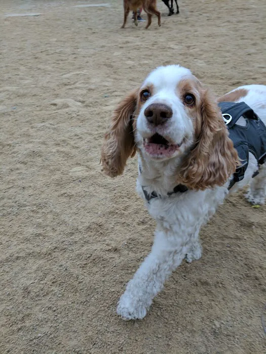 Washington Square Park Dog Run 3
