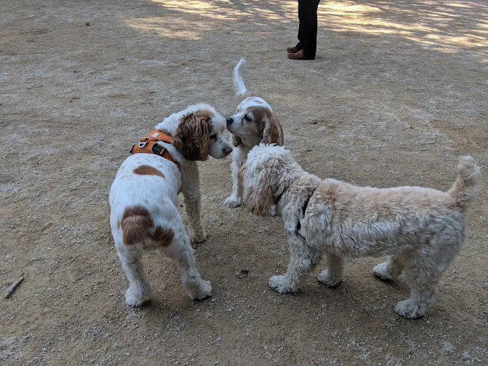 Washington Square Park Dog Run 1