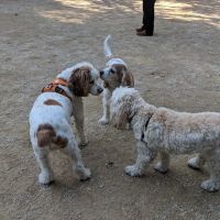 Washington Square Park Dog Run ico