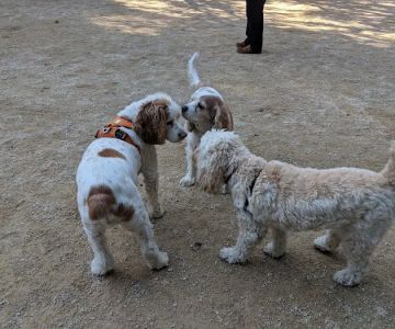 Washington Square Park Dog Run