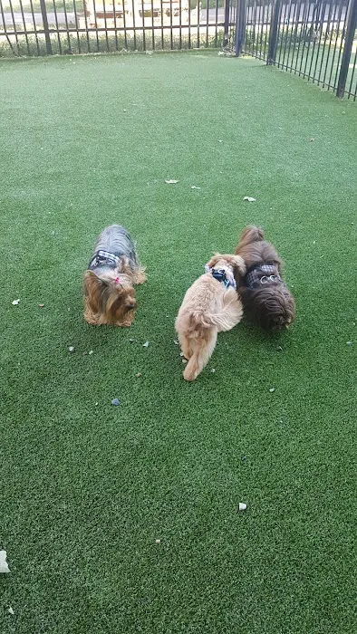 Newport Dog Park 4