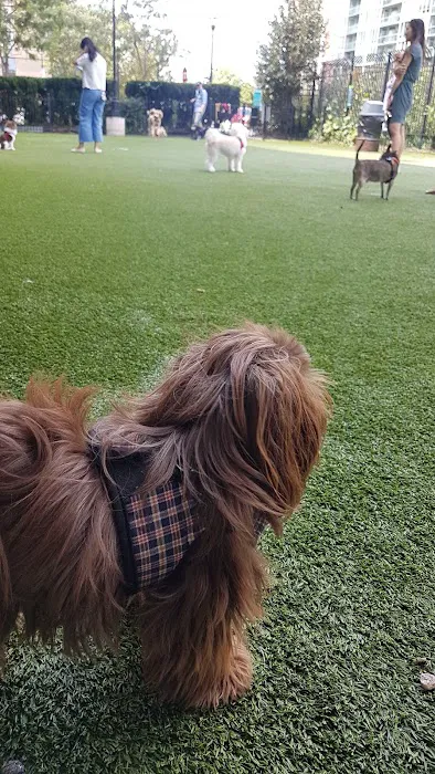 Newport Dog Park 7