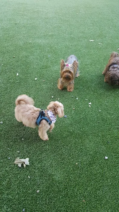 Newport Dog Park 6