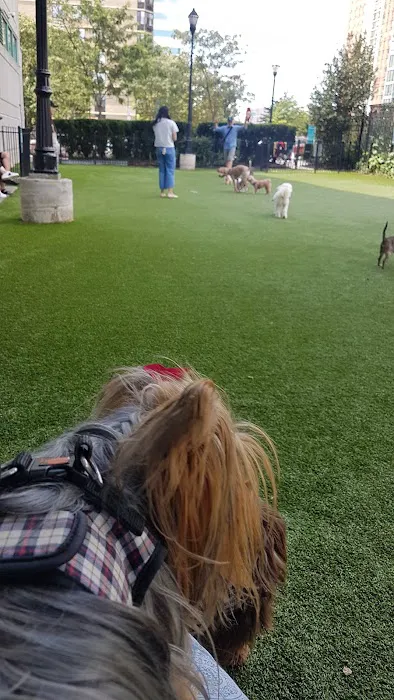 Newport Dog Park 1