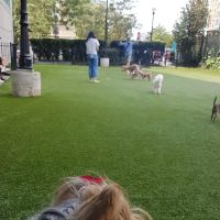 Newport Dog Park ico