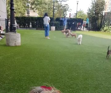 Newport Dog Park