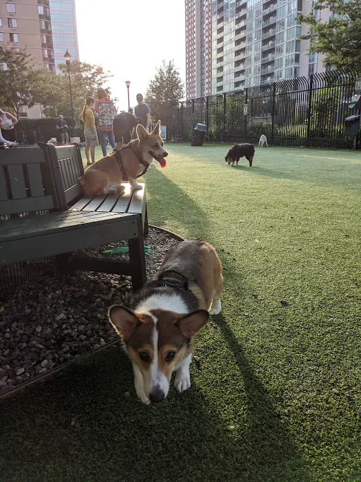 Newport Dog Park 8