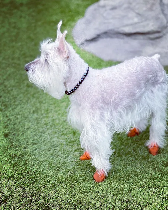 108 First Street Dog Park 1