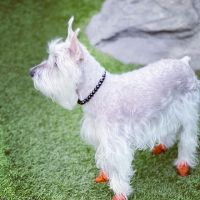 108 First Street Dog Park ico