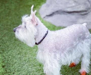 108 First Street Dog Park