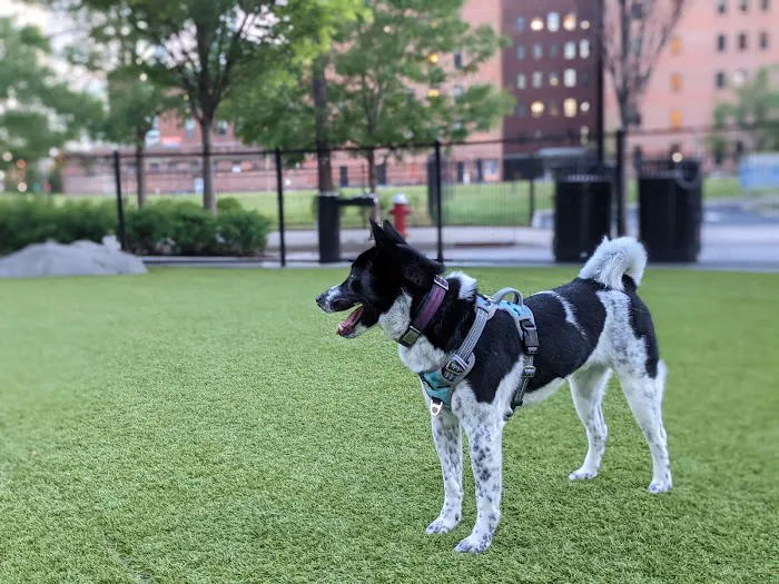 108 First Street Dog Park 10