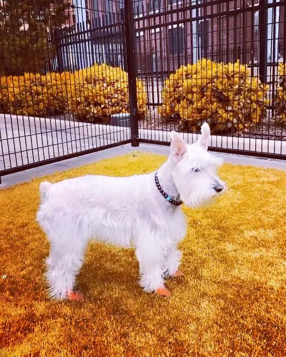108 First Street Dog Park 7