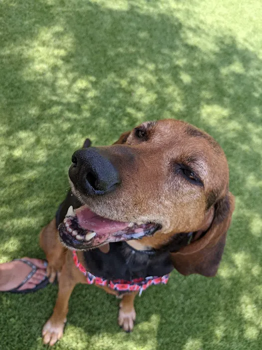 108 First Street Dog Park 6