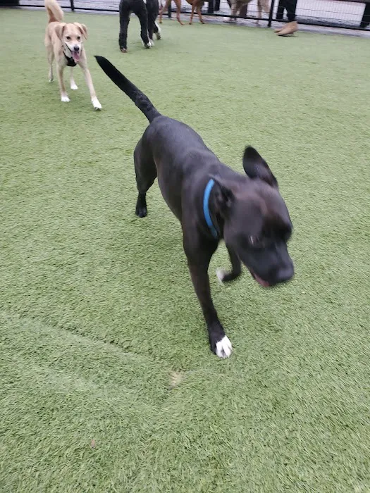 108 First Street Dog Park 9