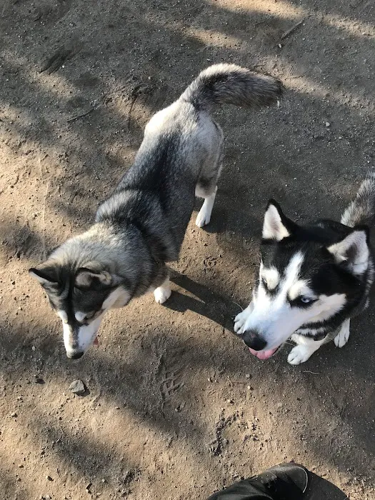 Cobble Hill Dog Park 4