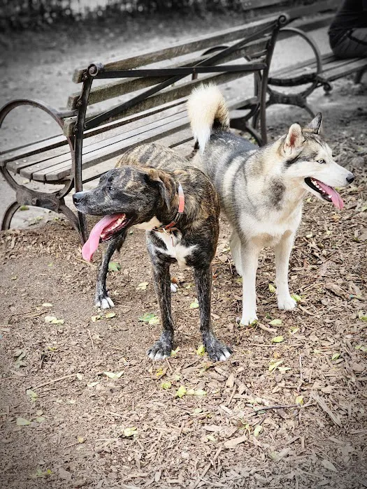 Cobble Hill Dog Park 7