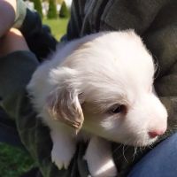 Cobble Hill Dog Park ico