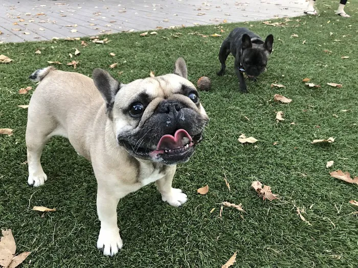 Tompkins Square Dog Run 3