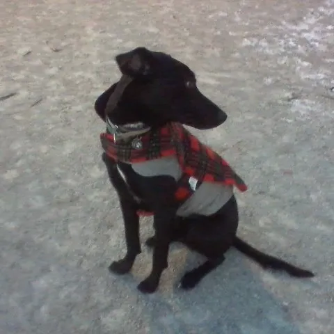 DiMattina Dog Run 3