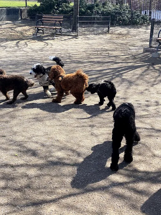 DiMattina Dog Run 8