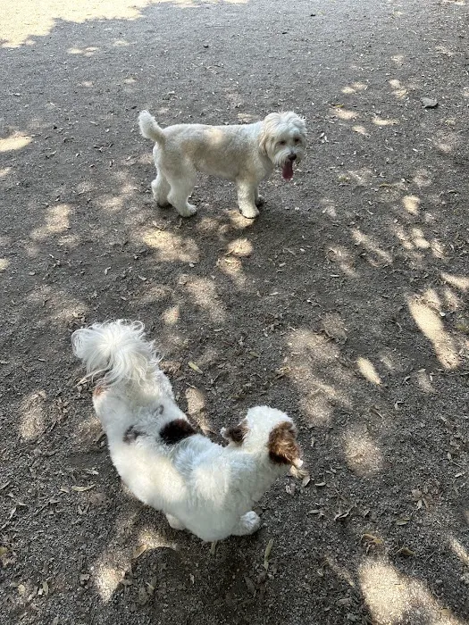 DiMattina Dog Run 7