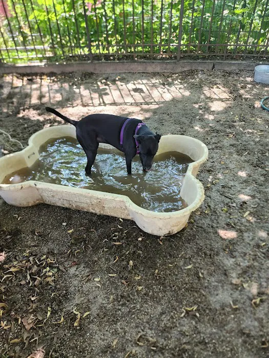 DiMattina Dog Run 6