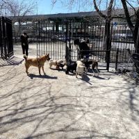 DiMattina Dog Run ico