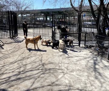 DiMattina Dog Run