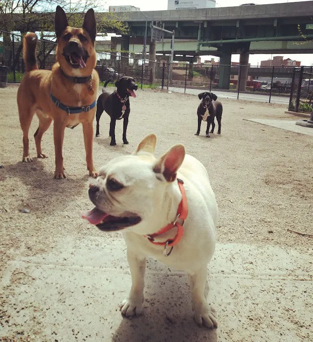 DiMattina Dog Run 2