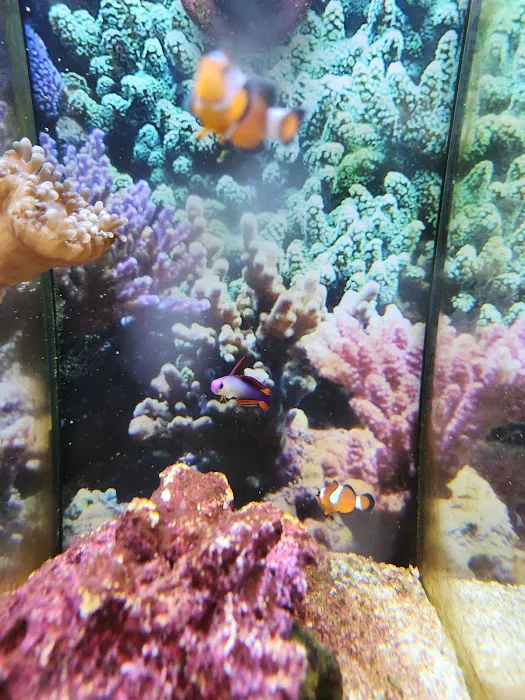 Petco 5
